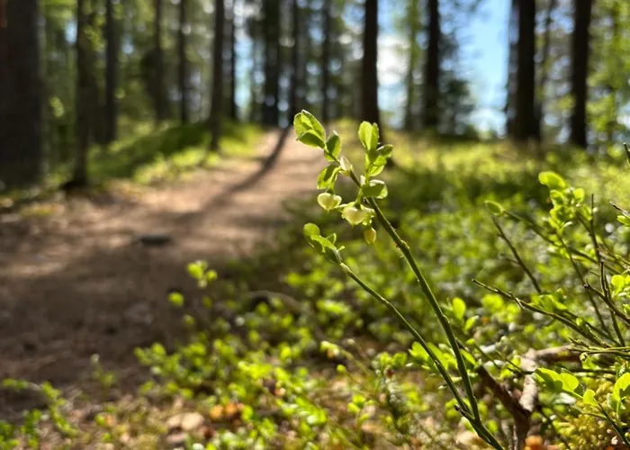 Black בקתה ווירומאקי